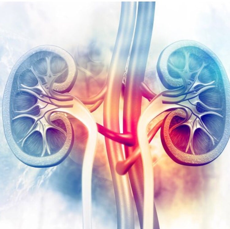 تصویری از کلیه ها که شباهت آن با گوش ها را نشان می دهد.