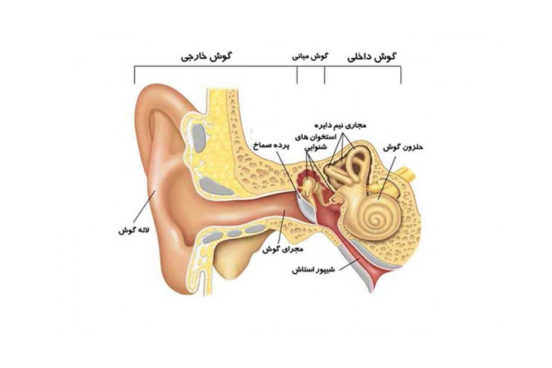 ساختار و عملکرد گوش داخلی